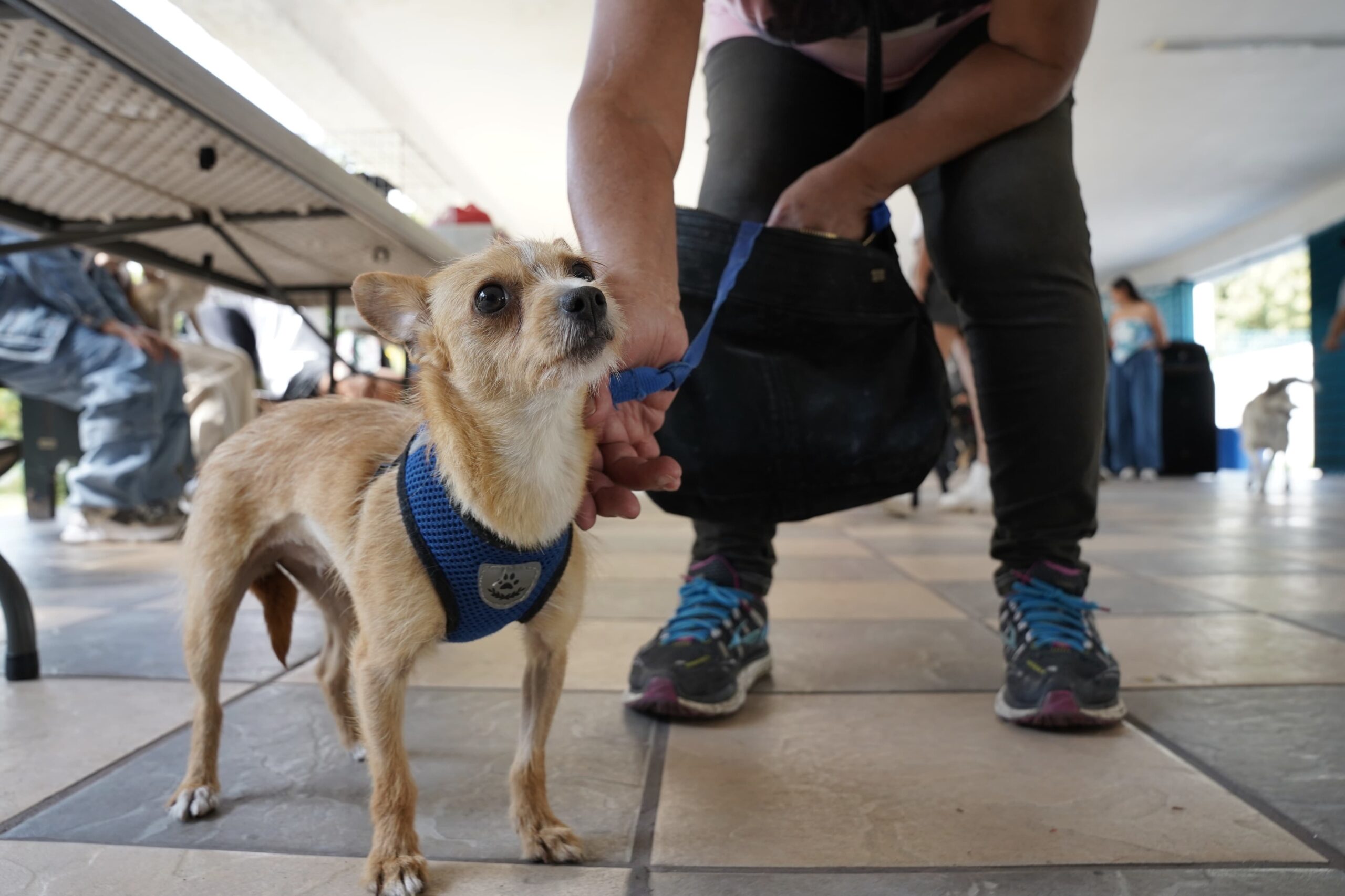 Mascotas en adopción 2