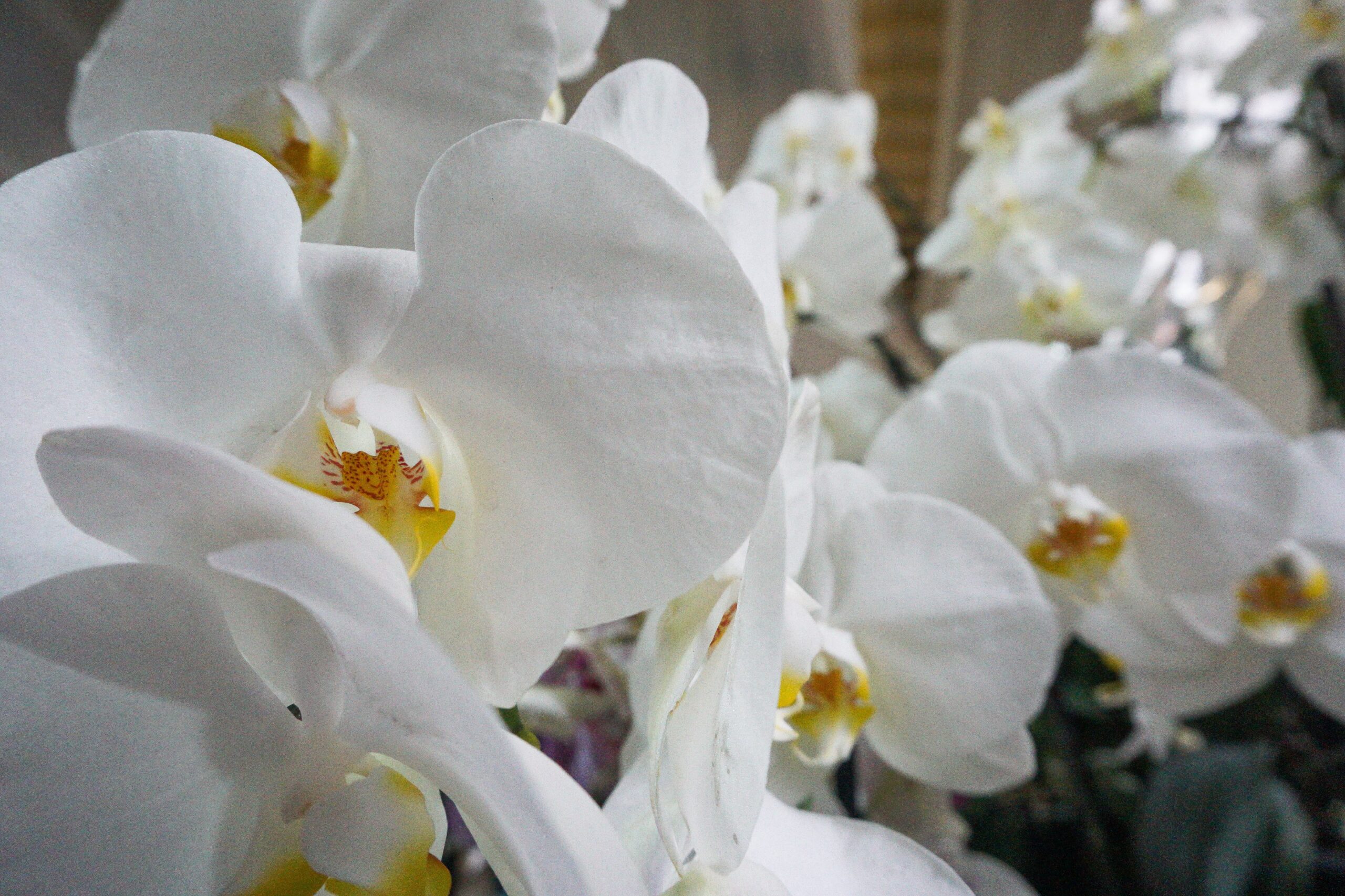 Morelia, expo botánica