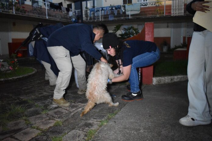 Michoacán, operación rescate canino