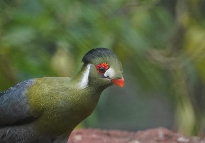El turaco un secreto en el zoológico de Morelia