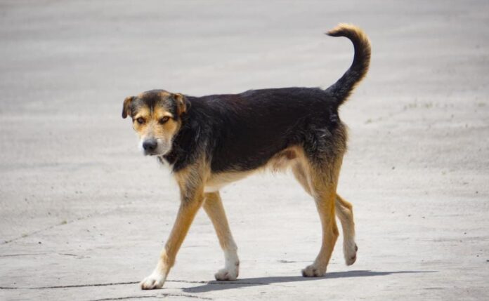 Morelia, en busca de hacer frente a jauría de perros