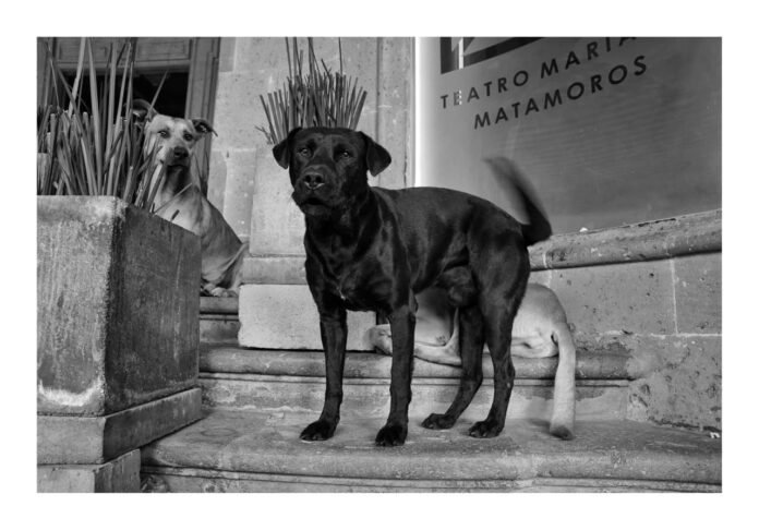 Morelia, los guardianes del Matamoros