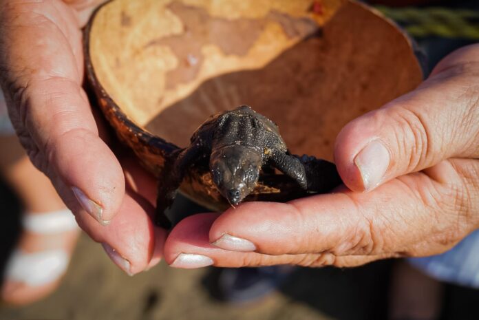 Autoridades Inauguran 31º Expo Tortuga Marina