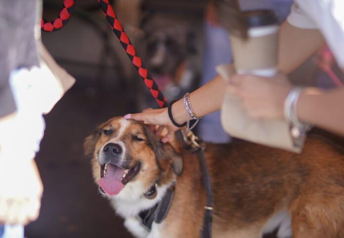 EncontranDOGares”, un espacio para adopción de perros