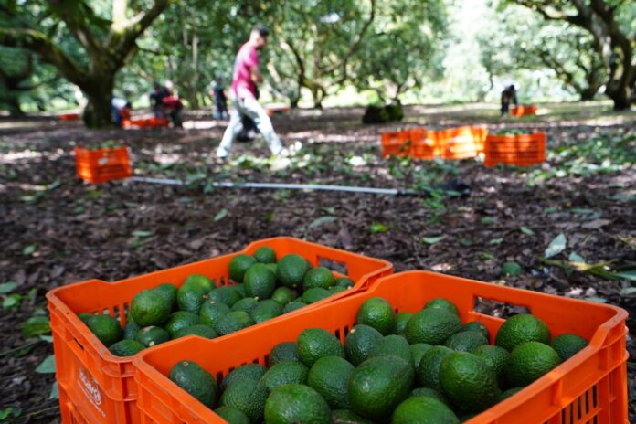 Acusan llegada de supuestos miembros del CJNG a zona aguacatera