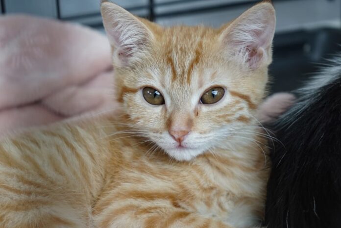 MichiCan reúne adopciones, arte y solidaridad en favor de los animales