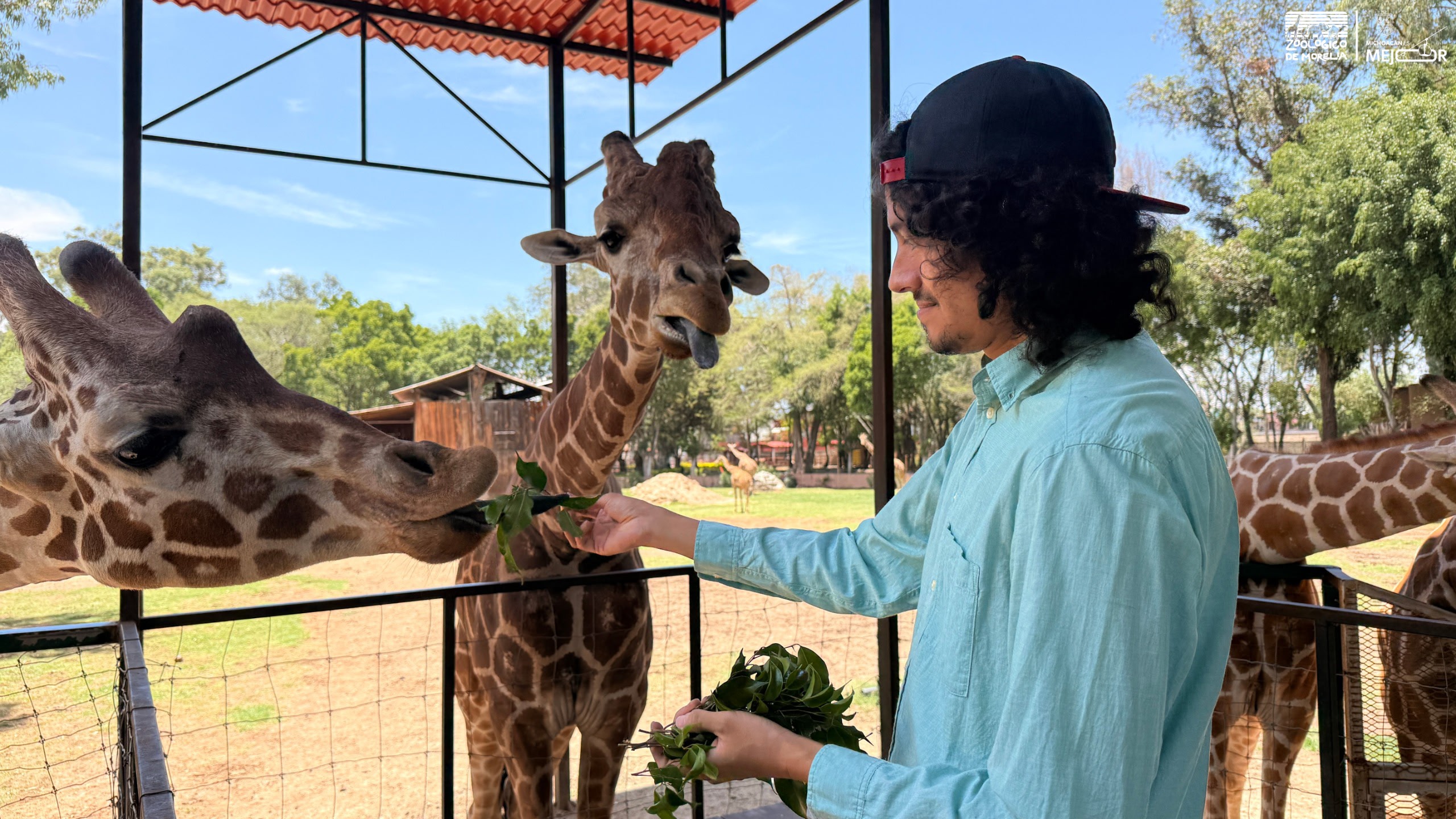 “Contando Manchas”: una experiencia para alimentar jirafas en el Zoológico de Morelia