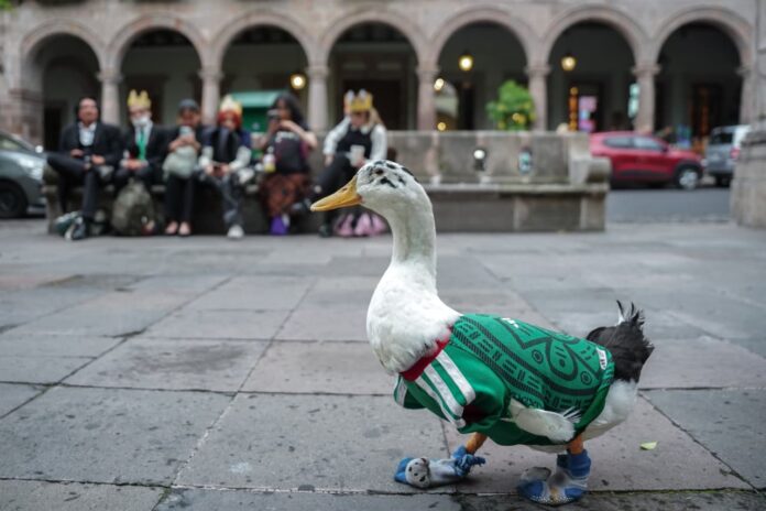 ¿Quién dijo Merlín? Morelia tiene su propio pato futbolero, se llama Lucas