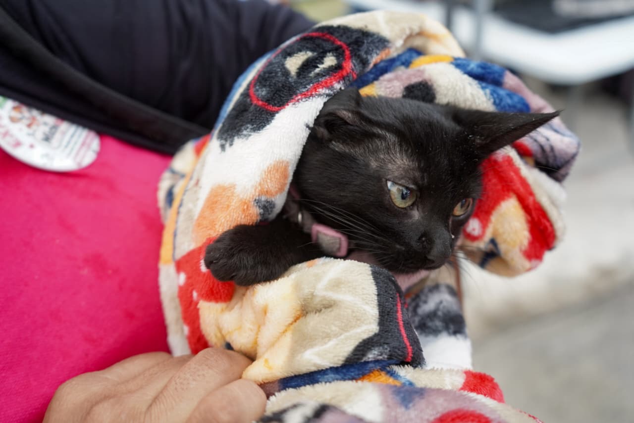 MichiCan reúne adopciones, arte y solidaridad en favor de los animales