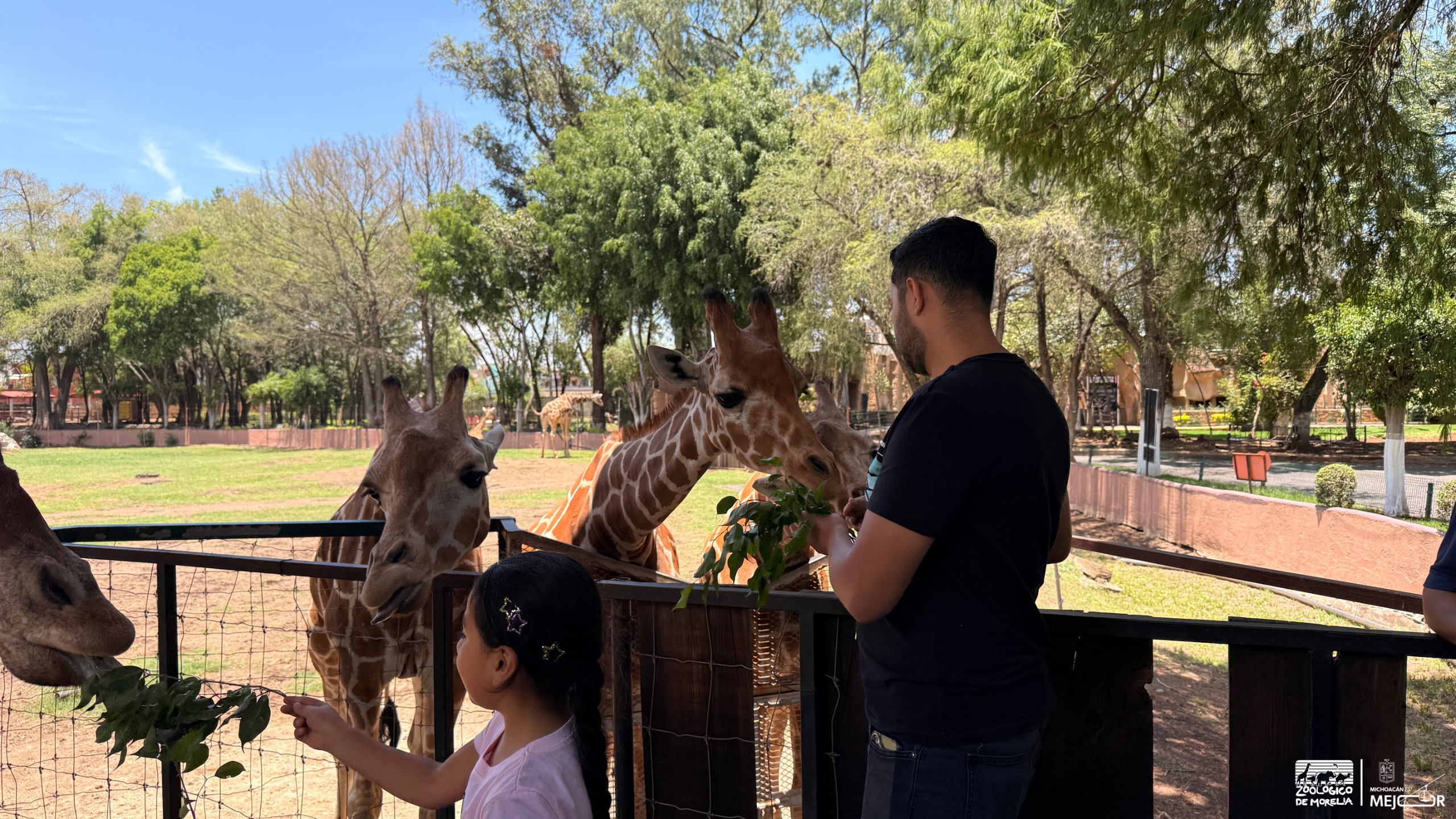 “Contando Manchas”: una experiencia para alimentar jirafas en el Zoológico de Morelia