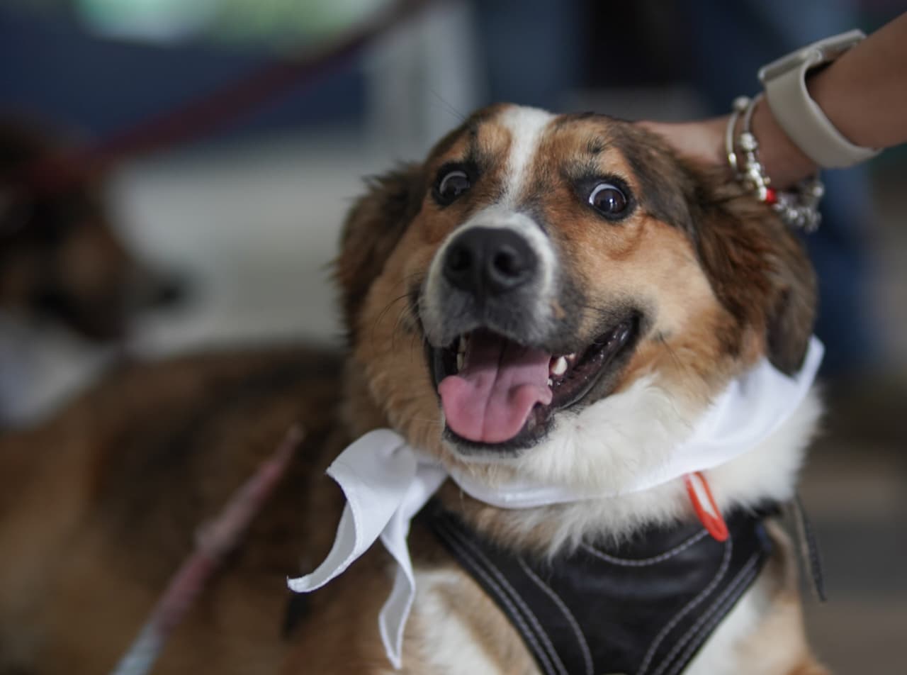 MichiCan reúne adopciones, arte y solidaridad en favor de los animales