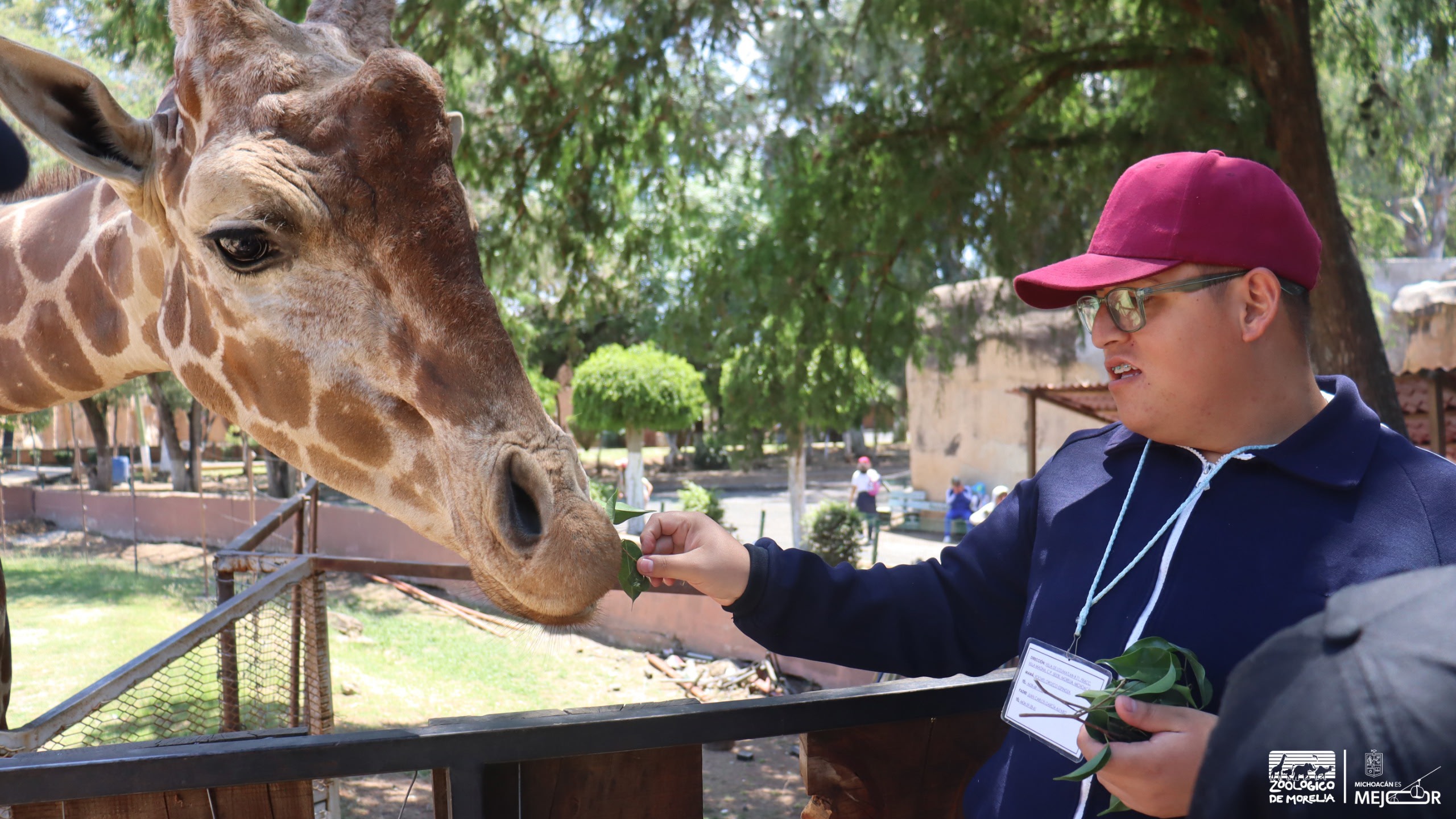 “Contando Manchas”: una experiencia para alimentar jirafas en el Zoológico de Morelia