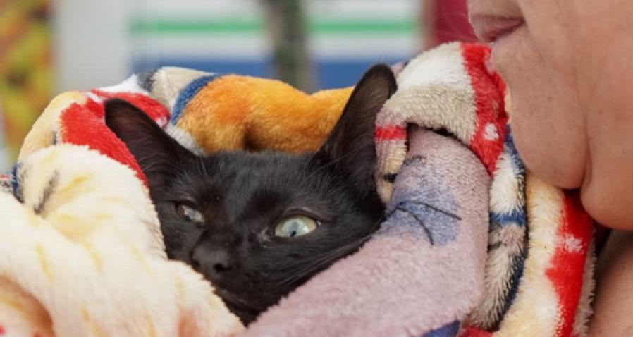 MichiCan reúne adopciones, arte y solidaridad en favor de los animales