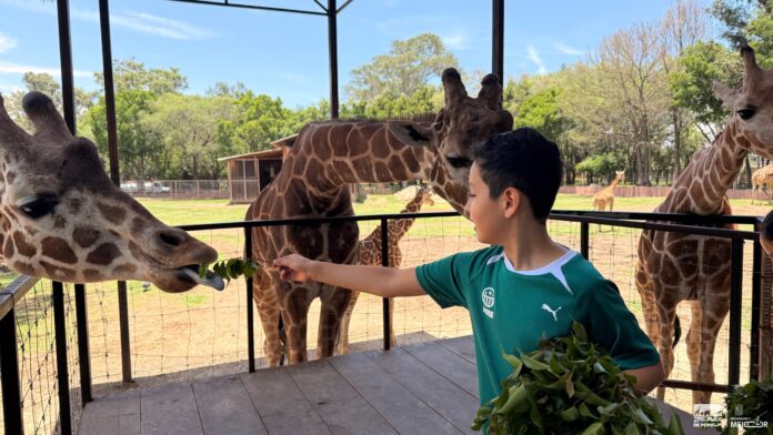 “Contando Manchas”: una experiencia para alimentar jirafas en el Zoológico de Morelia “Contando Manchas”: una experiencia para alimentar jirafas en el Zoológico de Morelia