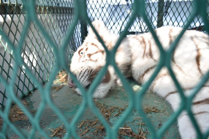 Fiscalía Michoacán rescata a cachorro de felino tras cateo