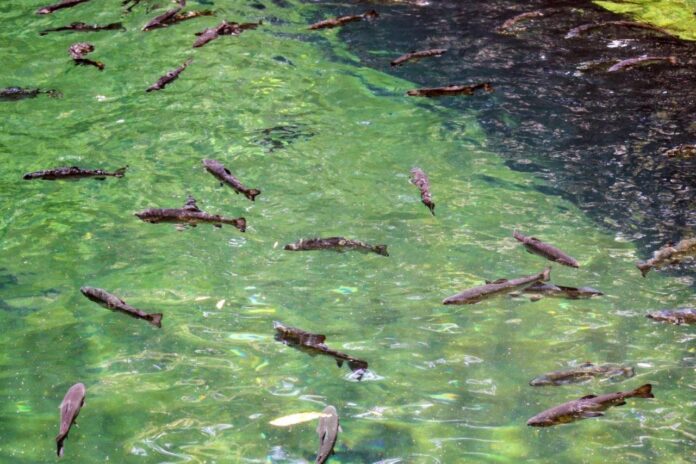 Criadero de Trucha en el Parque Nacional de Uruapan: Conócelo