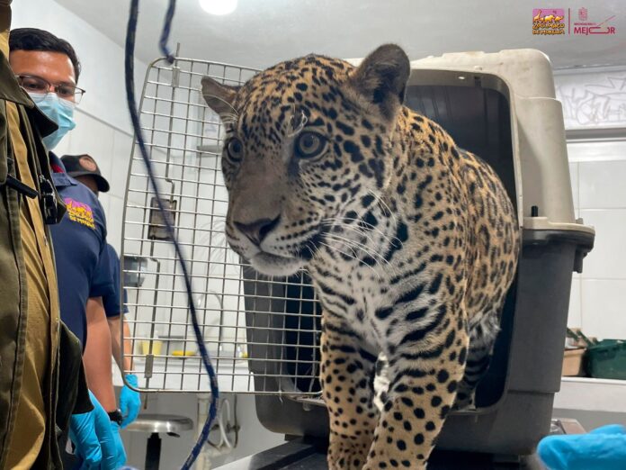Zoológico Morelia resguardará a jaguar asegurado por autoridades