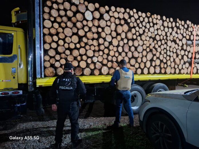 Aseguran vehículos que transportaban madera durante operativo