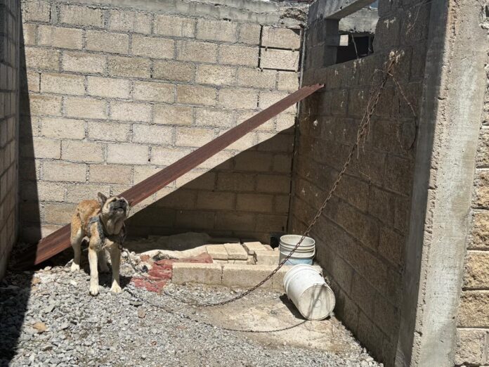Aseguran a canino tras cateo por presunto maltrato animal
