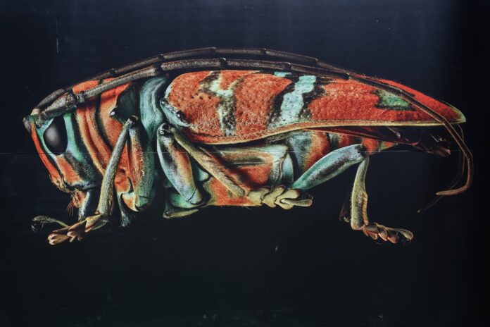 Insectos que parecen monstruos, en Zoológico Morelia