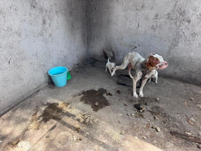 Rescatan a cuatro caninos víctimas de maltrato, Maravatío