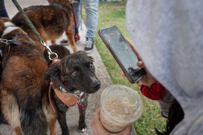 Falta especialización de autoridades en justicia del derecho de los animales