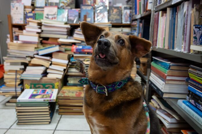 Chilaquil, el “patrón” que inspiró una librería en Morelia