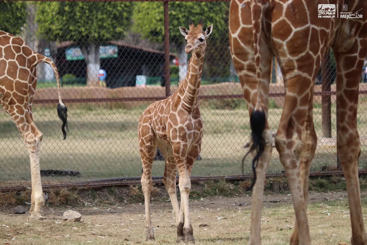 Zoológico de Morelia registra más de 500 nacimientos