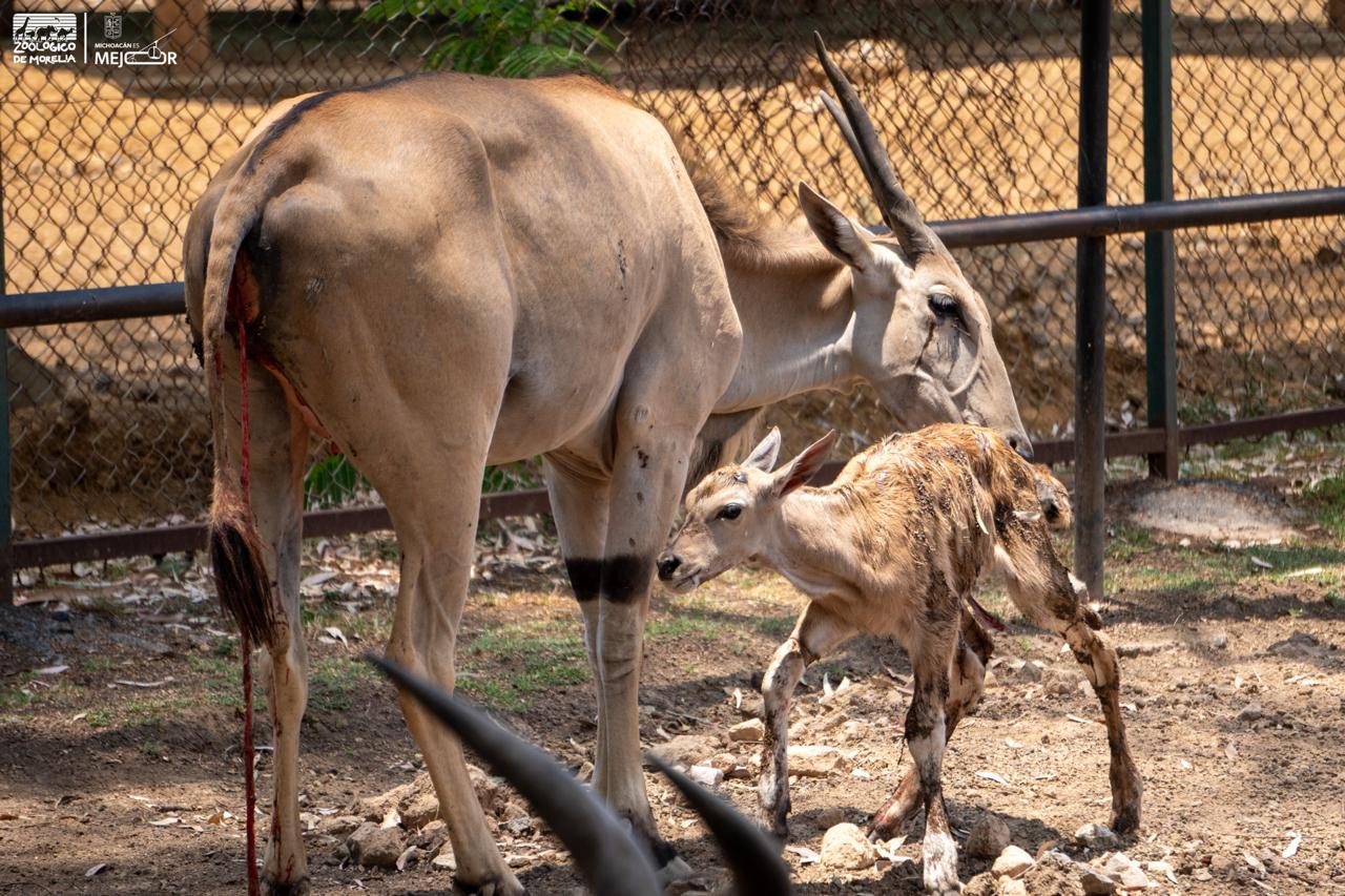 Zoológico de Morelia registra más de 500 nacimientos