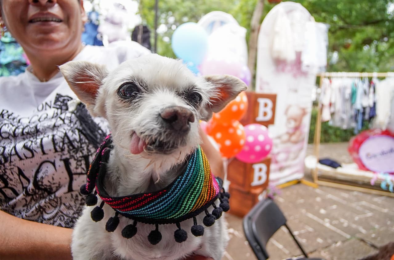 Falta especialización de autoridades en justicia del derecho de los animales
