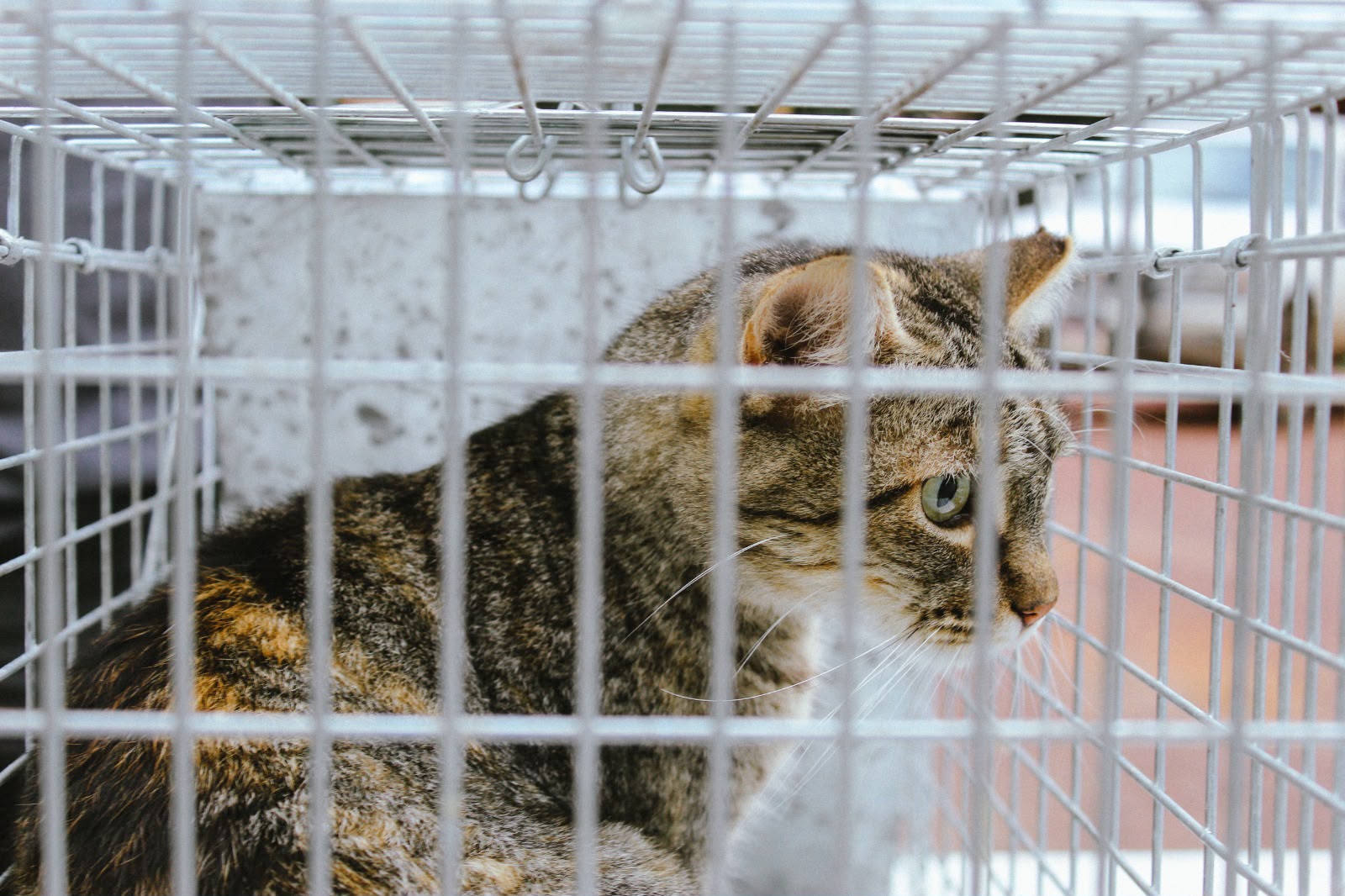Gobierno de Morelia cuida a los gatos comunitarios con jornadas integrales de atención