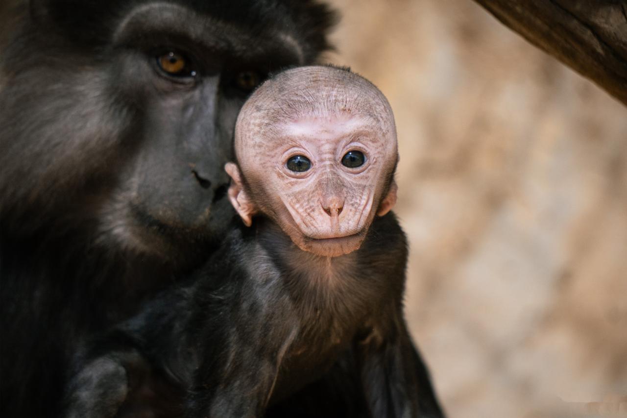 Zoológico de Morelia registra más de 500 nacimientos