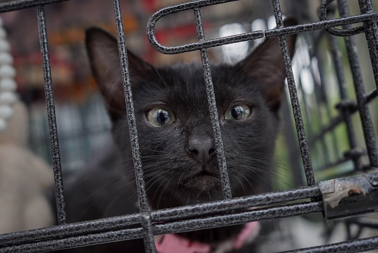 Falta especialización de autoridades en justicia del derecho de los animales