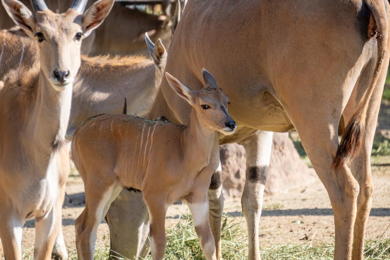 Zoológico de Morelia registra más de 500 nacimientos