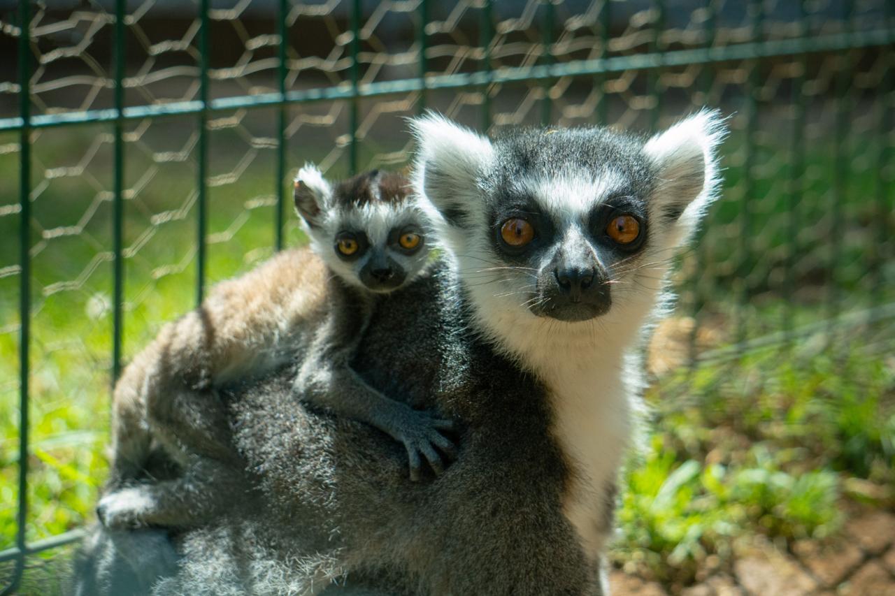 Zoológico de Morelia registra más de 500 nacimientos