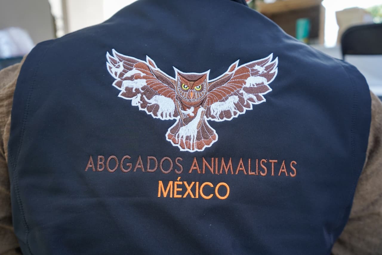 Falta especialización de autoridades en justicia del derecho de los animales