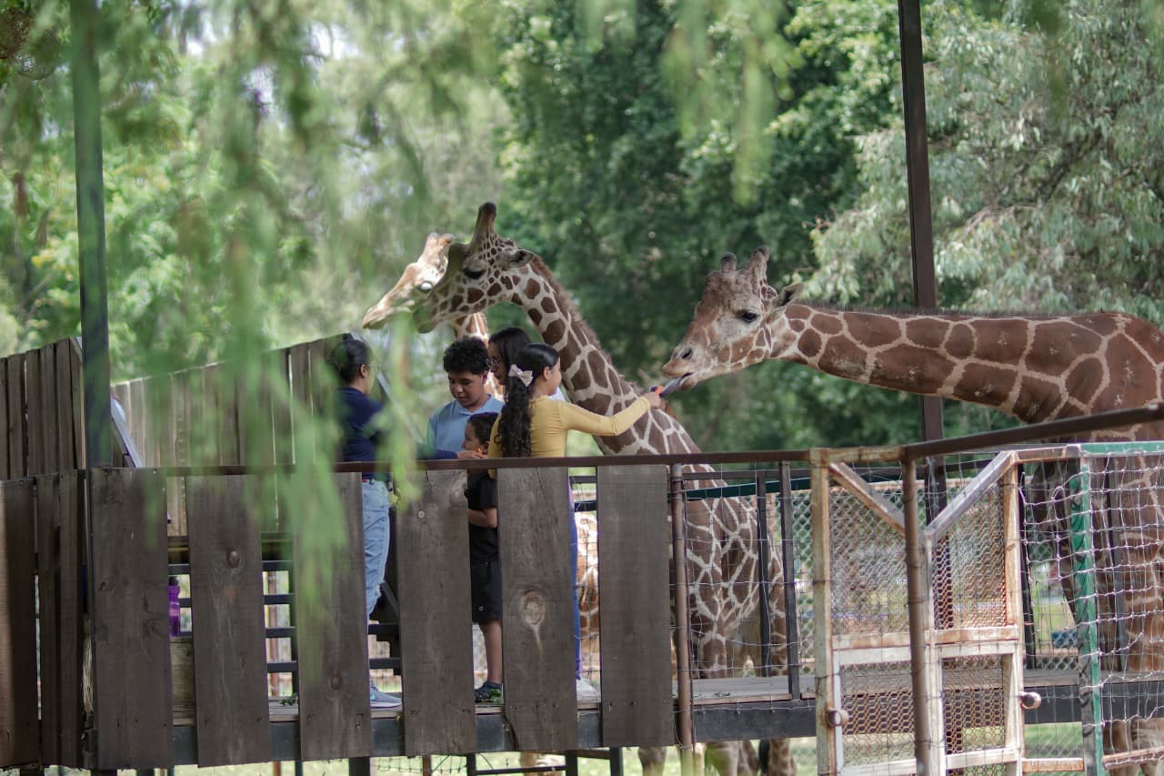 El Zoológico de Morelia, una alternativa para estas vacaciones