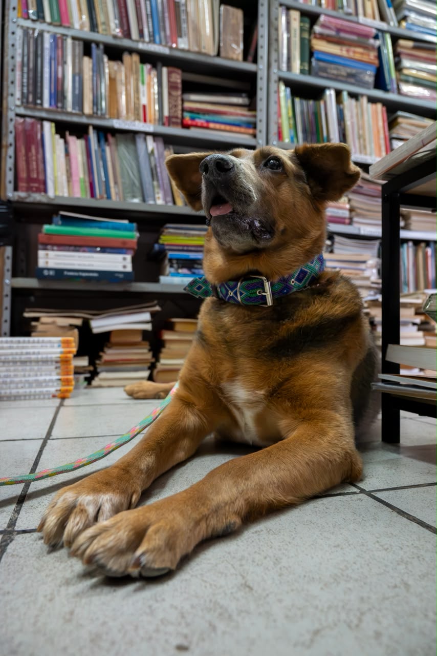 Chilaquil, el “patrón” que inspiró una librería en Morelia