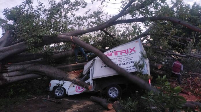 Árbol colapsa y aplasta a tres vehículos en Apatzingán Árbol colapsa y aplasta a tres vehículos en Apatzingán