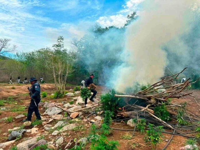 Destruyen cinco sembradíos de marihuana en Huetamo