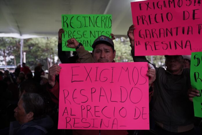 Resineros de Cherán exigen subsidios ante visita de Sheinbaum