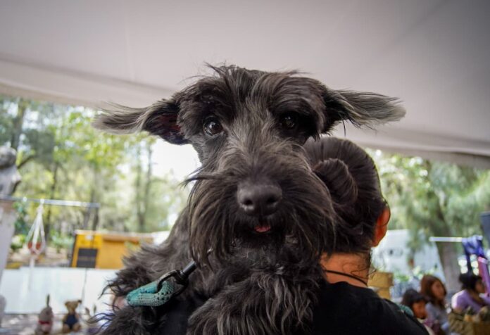 Morelia, sede de la Copa Monarca de estilismo canino