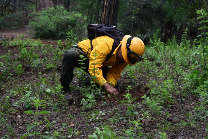 Gobierno de Morelia fortalece los bosques con jornada de reforestación