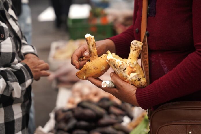 Manjares en el Mercado Independencia: hongos silvestres