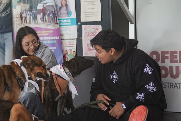Animalistas llaman a fortalecer la protección animal