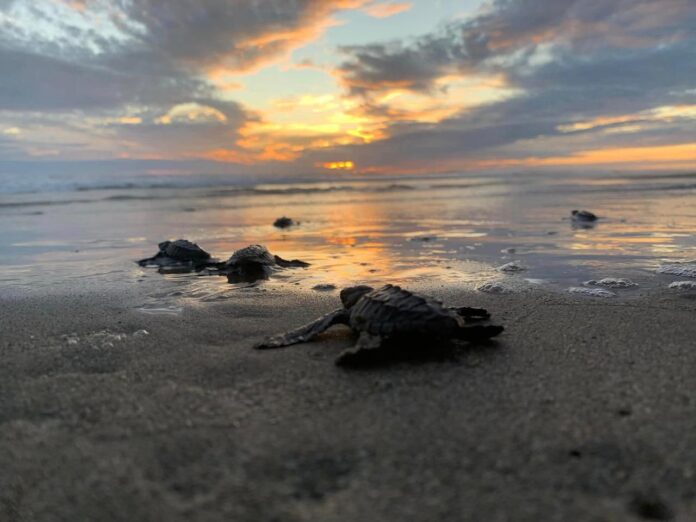 Michoacán, listo para el arribo de miles de tortugas marinas