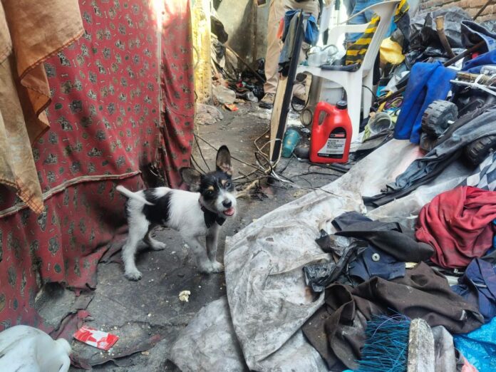 En cateo, aseguran dos caninos por presunto maltrato animal