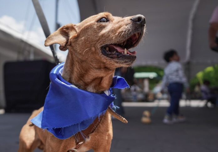 Día Mundial del Perro entre celebración y reflexión sobre su cuidado