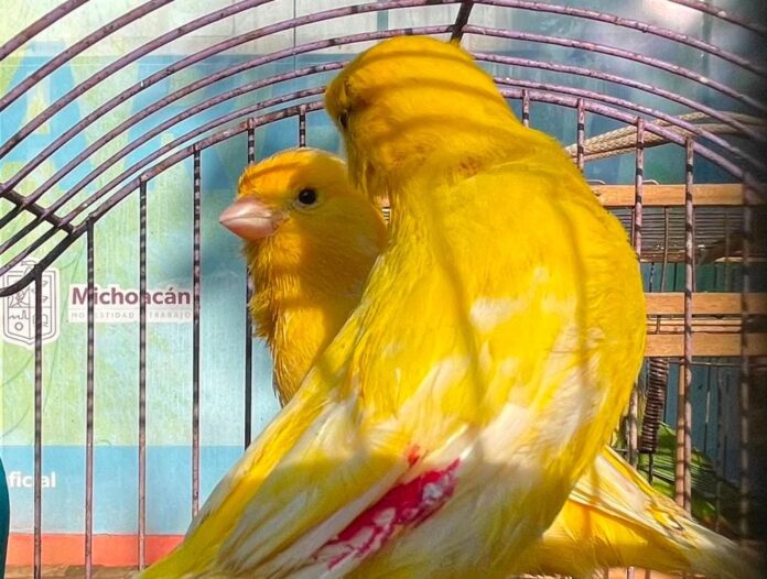 ¡Del cautiverio ilegal al zoológico! 83 aves en estado crítico