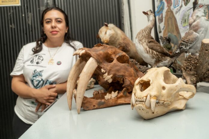 El jaguar símbolo del equilibrio de los ecosistemas mexicanos